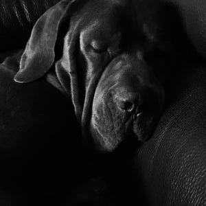 May include: A black and white photograph of a large dog with short fur and drooping ears, captured in a peaceful sleeping position. The dog's face is shown in profile with closed eyes and a prominent snout, highlighting the texture of its coat.