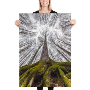 Può includere: Una stampa artistica da parete rettangolare verticale che mostra una prospettiva dal basso di un albero alto con radici prominenti coperte di muschio in primo piano. I rami grigi e spogli degli alberi circostanti si protendono verso un cielo luminoso e nuvoloso.