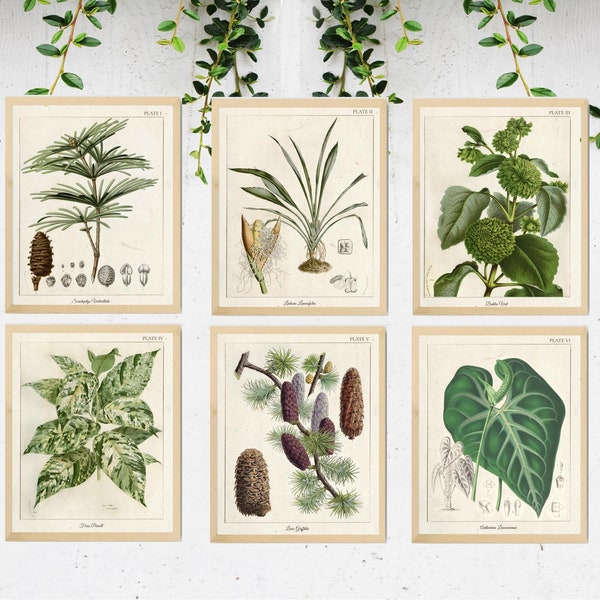 Set of 6 Vintage Tropical Prints, Tropical Greenery Art, Vintage Botanical Poster, Vintage Botanical illustration, Greenery Print