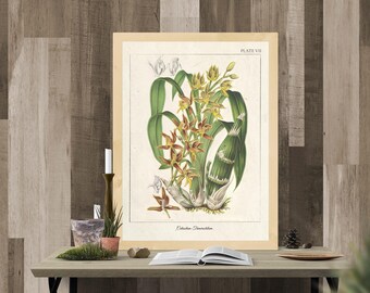 Vintage Botanical Prints, Herb Art Prints, Botanical Wall Art, Vintage Prints, Botanical illustration, Printable Wall Art, Greenery Print