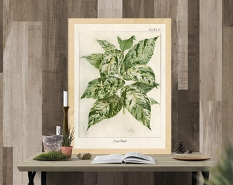 Vintage Botanical Prints, Herb Art Prints, Botanical Wall Art, Vintage Prints, Botanical illustration, Printable Wall Art, Greenery Print