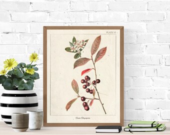 Vintage Botanical Prints, Herb Art Prints, Botanical Wall Art, Vintage Prints, Botanical illustration, Printable Wall Art, Greenery Print