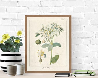 Vintage Botanical Prints, Herb Art Prints, Botanical Wall Art, Vintage Prints, Botanical illustration, Printable Wall Art, Greenery Print