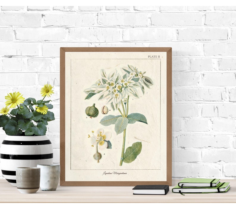Vintage Botanical Prints Herb Art Prints Botanical Wall Art Etsy