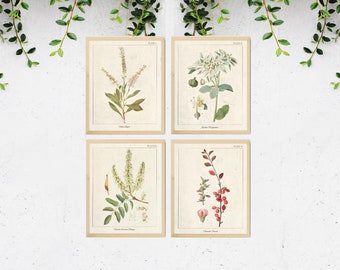 4 Vintage Botanical Prints, Herb Art Prints, Botanical Wall Art, Vintage Prints, Botanical illustration, Printable Wall Art, Greenery Print