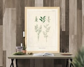 Vintage Herb Prints, Herb Wall Art, Kitchen Herb Printables, Botanical illustrations, Kitchen Wall Art, Kitchen Prints,Vintage Kitchen Decor