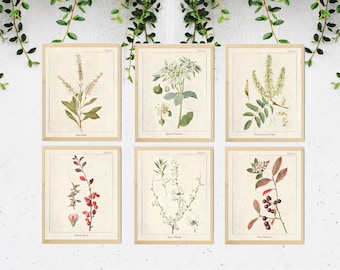 6 Vintage Botanical Prints, Herb Art Prints, Botanical Wall Art, Vintage Prints, Botanical illustration, Printable Wall Art, Greenery Print