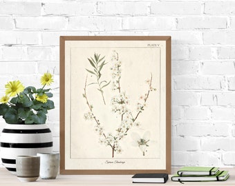 Vintage Botanical Prints, Herb Art Prints, Botanical Wall Art, Vintage Prints, Botanical illustration, Printable Wall Art, Greenery Print