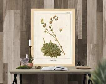 Succulent wall art, Vintage Botanical Prints, Herb Art Print, Botanical Wall Art, Botanical illustration, Printable Wall Art, Greenery Print