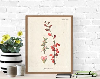 Vintage Botanical Prints, Herb Art Prints, Botanical Wall Art, Vintage Prints, Botanical illustration, Printable Wall Art, Greenery Print