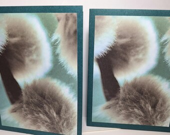 Pussy Willow Cards | All Occasion Cards  | Thank You Cards | Sympathy Cards | 5 Separate Images, 2 of Each | 10-Card Box