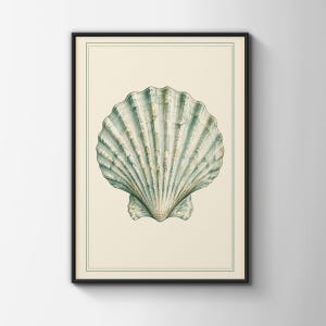 Puede incluir: Una lámina de arte enmarcada que presenta la ilustración detallada de una sola vieira. La concha está representada en tonos verde espuma de mar y crema, centrada sobre un fondo beige claro dentro de un borde fino y oscuro.