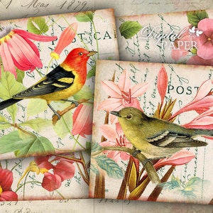 Bird coaster 4 x 4 inch set of 4 cards digital collage sheet image 1