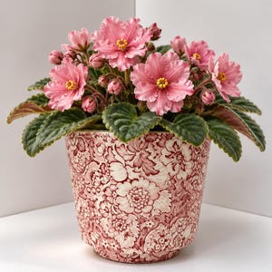 Op de afbeelding: Een Afrikaans viooltje in een pot met levendige roze bloemen met gele harten en donkergroene, harige bladeren. De plant staat in een cilindervormige keramische pot die rondom is versierd met een gedetailleerd rood en wit bloemenpatroon.