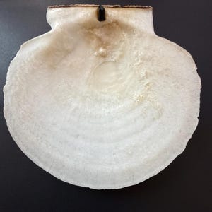 May include: A large, off-white scallop shell with a textured, pearlescent interior surface. The shell features a small, centered, round white pearl embedded near the top hinge, which is accented by a small, dark, rectangular vertical element.