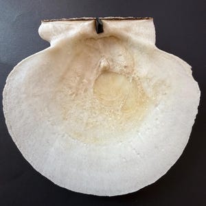 May include: A single off-white scallop shell with a smooth, concave interior surface. The shell features a subtle, pale yellow circular marking in the center and a small, dark brown rectangular hinge component at the top edge.