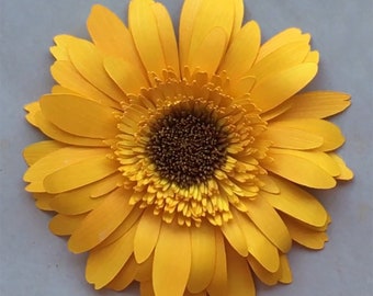 Gerbera Daisy, 12,5 cm 3D Papierblume Vorlage für Cricut und Silhouette Schneidemaschinen (SVG, DXF)