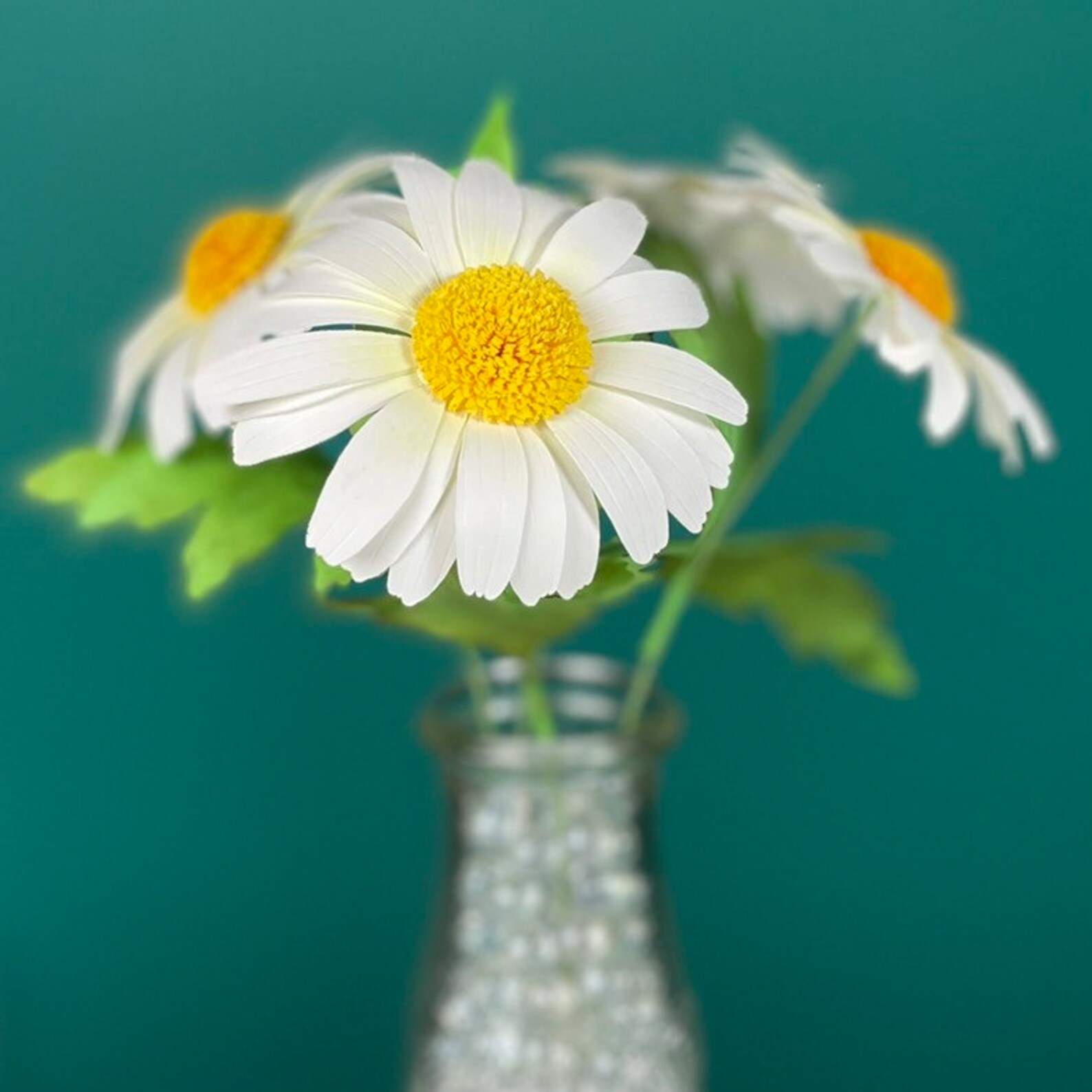 SVG Daisy Template Paper Flower Cutting File for Cricut and - Etsy