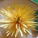 Paper Spider Mum Cutting Files for Silhouette or Cricut Explore