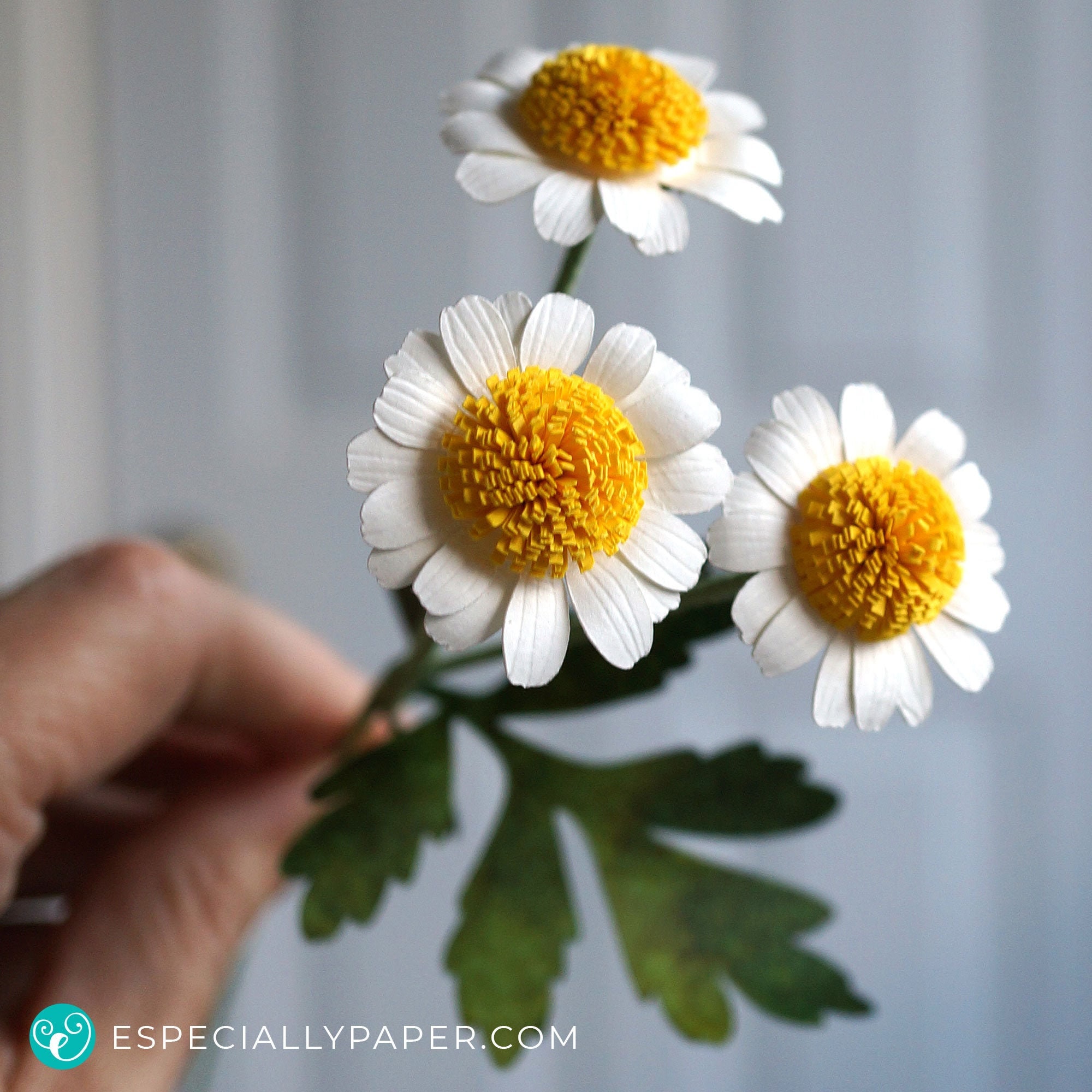 Download 3d Paper Flower Template For Feverfew And Tutorial For Cricut Etsy