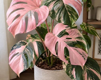 Pink Variegated Monstera Plant | Rare Tropical Indoor Houseplant (Gift)