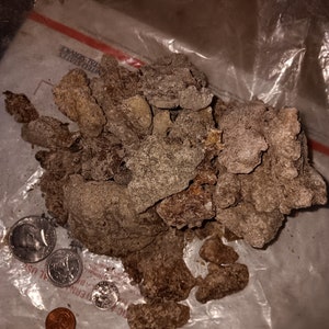 May include: A pile of irregularly shaped, brown, and tan objects, possibly food items, are displayed on a clear plastic surface. Several U.S. coins, including a penny, dime, quarter, and half-dollar, are scattered nearby, providing a size reference.