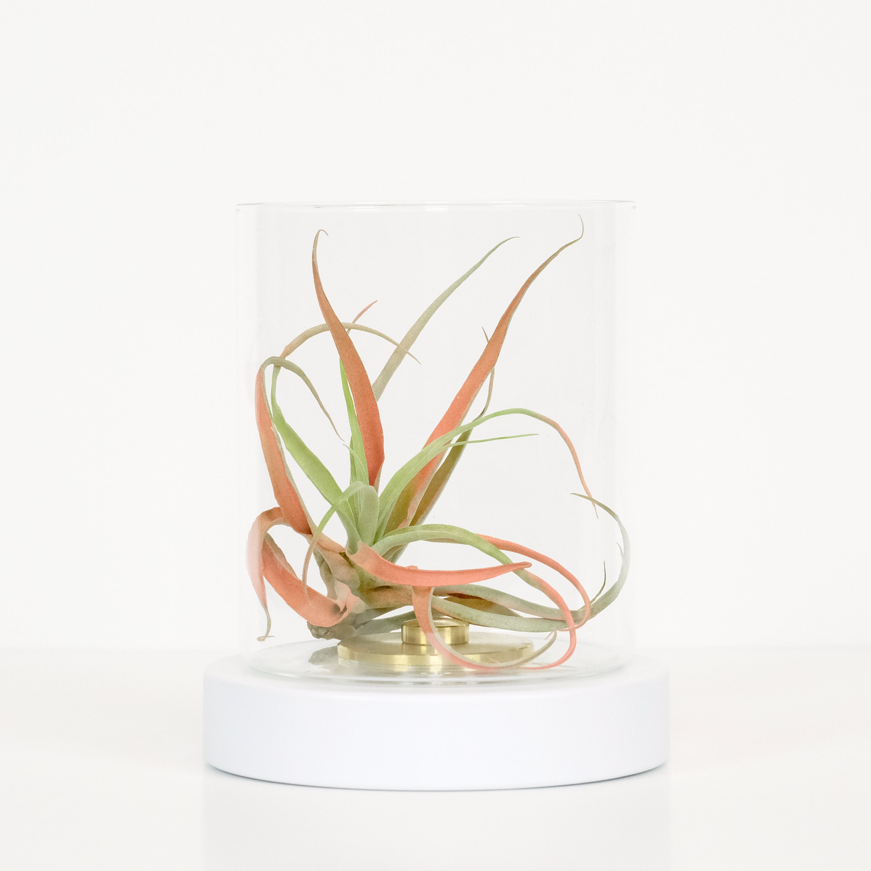 Air Plant Holder & Glass Terrarium for Houseplants Etsy Australia