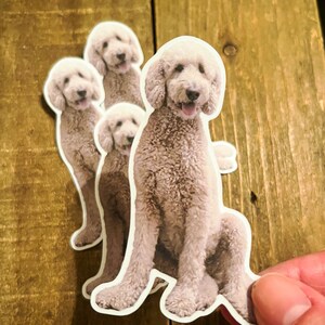 May include: A collection of four stickers featuring a light brown poodle. The stickers are cut around the dog's outline, with a white border. The poodle is depicted in a sitting position, with its tongue out. The stickers are on a wooden surface.