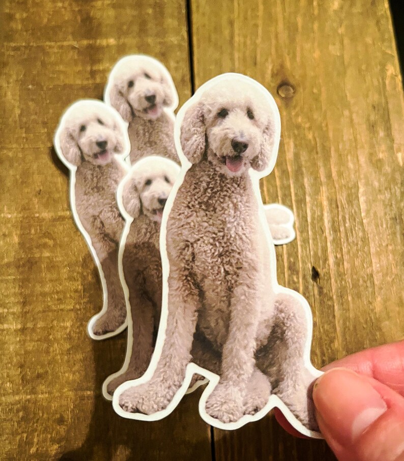 May include: A collection of four stickers featuring a light brown poodle. The stickers are cut around the dog's outline, with a white border. The poodle is depicted in a sitting position, with its tongue out. The stickers are on a wooden surface.
