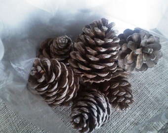 LARGE Ponderosa Pinecones/Woodland Wedding Decor / Fall - Winter Country Wedding // Rustic-Nature Inspired Crafts/ HOLIDAY Pine cones