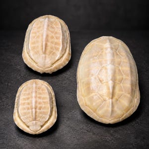 Esemplare autentico di guscio di tartaruga bianca, guscio di tartaruga naturale conservato, curiosità da esposizione, stranezze, tassidermia, decorazione, collezione fai da te