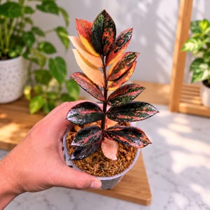 Zamioculcas Variegated - Etsy
