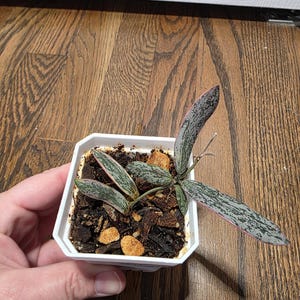 May include: A small Hoya plant with elongated, lance-shaped leaves featuring a mottled silver and dark green pattern with pinkish edges, potted in a square white plastic container filled with dark, chunky soil and wood chips.