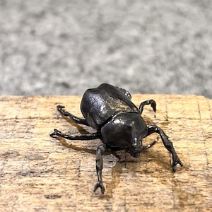 May include: A dark metallic beetle figurine with a smooth, reflective surface and a prominent horn on its head. The insect sculpture features six articulated legs and a segmented body, showcasing a detailed, realistic form crafted from dark metal.