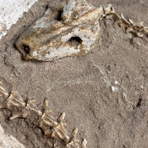 Può includere: Uno scheletro fossilizzato incastonato in una matrice di roccia sedimentaria marrone chiaro testurizzata. Il reperto presenta un cranio dettagliato con orbite e cavità nasali visibili, collegato a una serie di vertebre articolate sulla superficie.