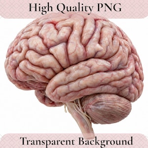 May include: A detailed anatomical illustration of a human brain featuring complex folds, ridges, and visible blood vessels in shades of pink and tan. The text High Quality PNG and Transparent Background is displayed at the top and bottom.