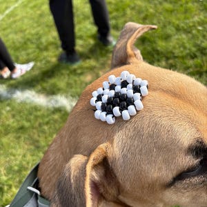May include: A small, circular accessory crafted from alternating black and white plastic pony beads, arranged in a dense, multi-layered pattern, resting on the top of a tan-colored dog's head near the ear.