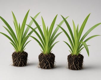 3-Pack Pandan Starter Plants (4-8 Inch)