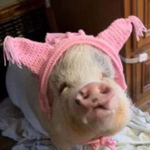 Pig Hat - as in Hat for your Piggie Piglet Mini Pig Custom Sized and Oinktastic  Ear Warmer Full Ears Solid Variegated Mommy and Me Ombre