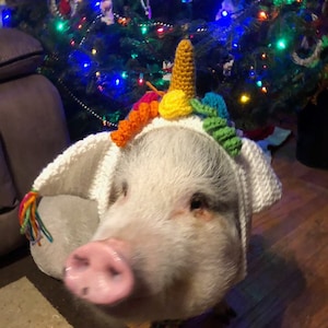 Puede incluir: Un cerdo blanco con un gorro de unicornio de ganchillo con un cuerno y una melena arcoíris. El gorro tiene una base blanca con un ribete de ganchillo arcoíris.
