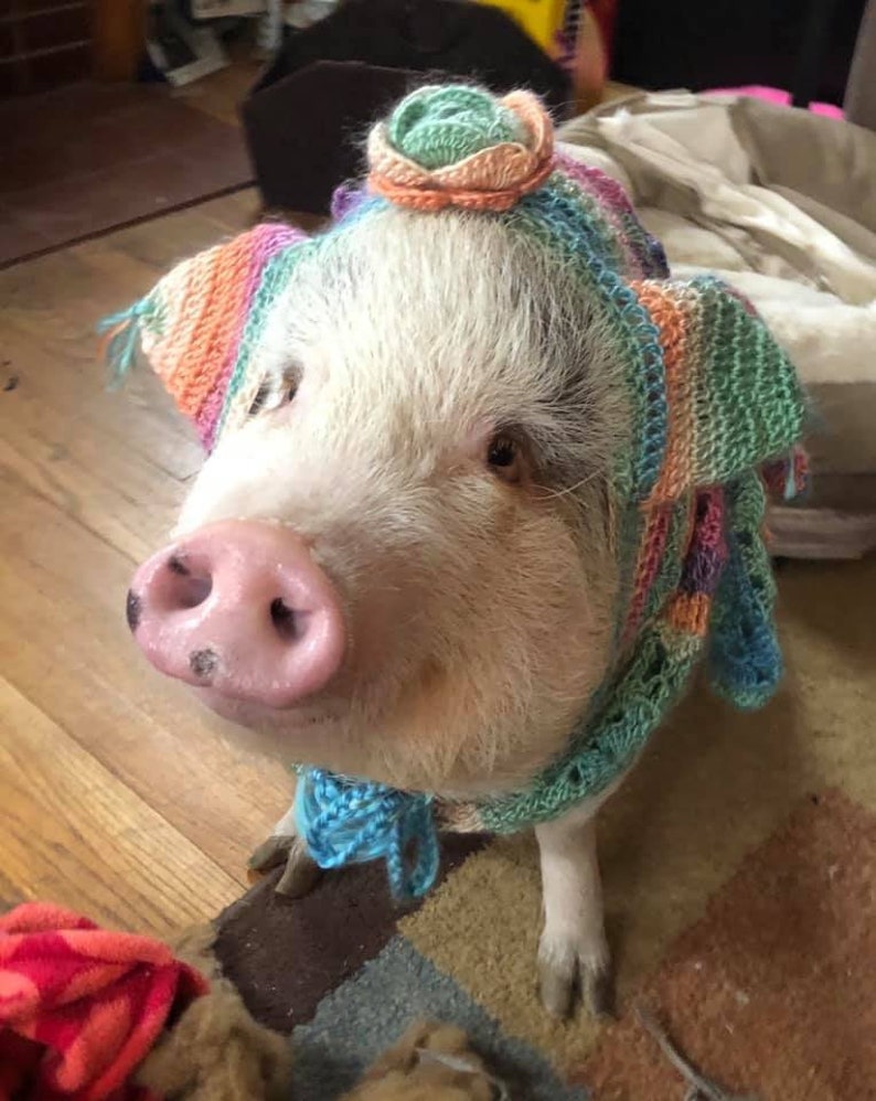 Pig Hat as in Hat for your pig Piggie Piglet Mini Pig Custom Etsy
