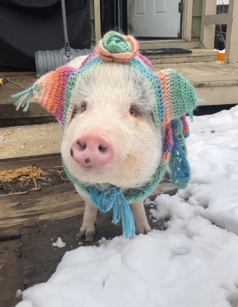 Pig Hat as in Hat for Your Pig Piggie Piglet Mini Pig Custom Etsy
