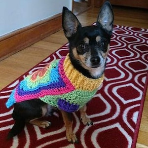 May include: A small black and brown dog wearing a colorful crocheted sweater. The dog is sitting on a red and white patterned rug.