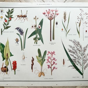 Vintage 1950s Educational School Chart "39. Miscellaneous Families VI" Flowers Print