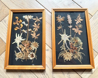 Pair of Vintage Framed Pressed Eidelweiss Flowers