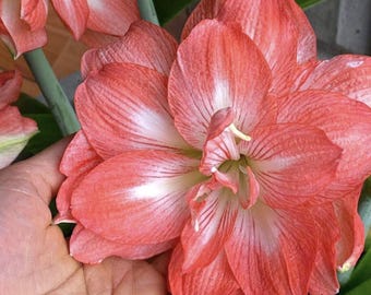 Könnte beinhalten: Eine große Amaryllisblüte mit vielen Blütenblättern in leuchtendem Korallenrosa, die von der Mitte aus mit markanten weißen Streifen durchzogen sind. Die Blüte zeigt eine komplexe, geschichtete Struktur mit feiner Aderung und einem hellgrünen Schlund.