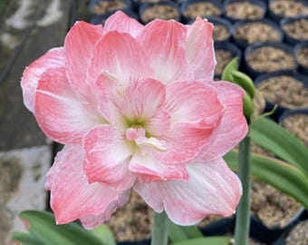 Può includere: Un fiore di amarillide doppio con petali stratificati in tonalità rosa tenue e bianco con un centro verde pallido. Il fiore poggia su un robusto stelo verde, circondato da lunghe foglie verdi piatte e diversi vasi da vivaio scuri.