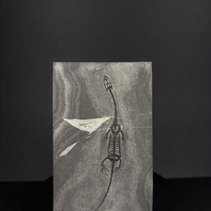 May include: A rectangular gray stone slab featuring a fossilized skeleton of a small lizard-like creature with a long tail and neck. The fossil is dark in color, embedded within the textured, swirling gray stone surface, displayed on a wooden stand.