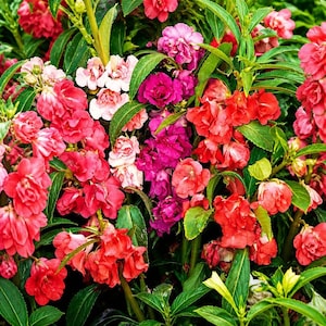 May include: A dense cluster of vibrant balsam flowers in shades of red, pink, and magenta, featuring ruffled petals and green lanceolate leaves. The blossoms are tightly packed on sturdy stems, creating a lush, colorful floral display.