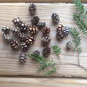 100 Mini Pinecones, Hemlock Tree Pinecones, 100 Pieces, Crafts, Rustic Decor, Supplies, Woodland, Rustic Wedding